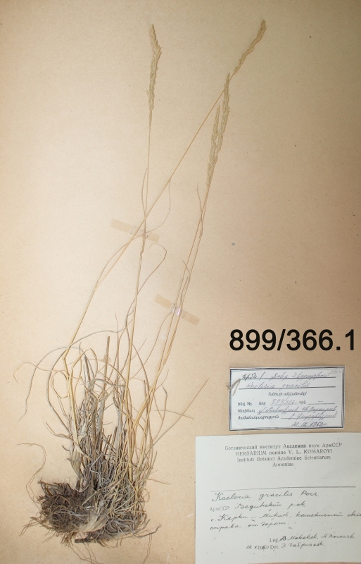 Koeleria gracilis