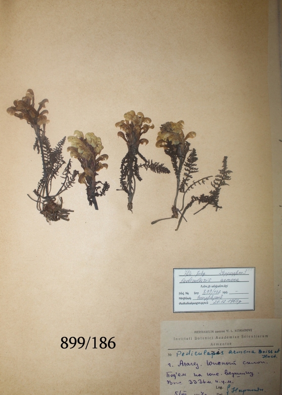 Pedicularis armena