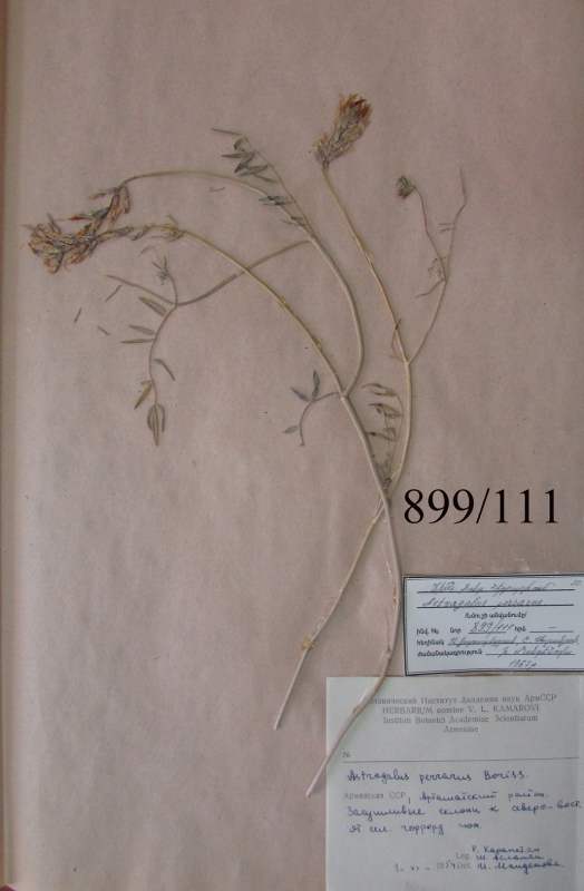 Astragalus perrarus