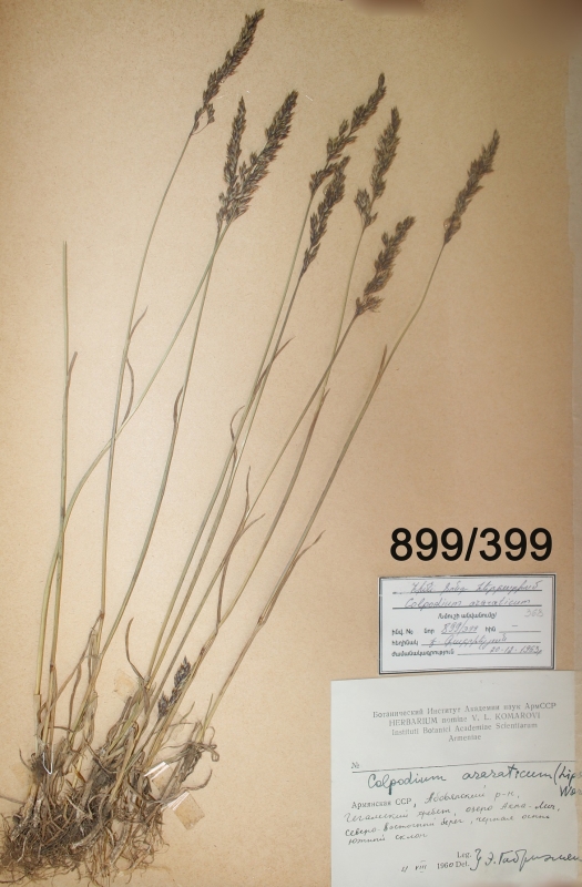 Colpodium araraticum