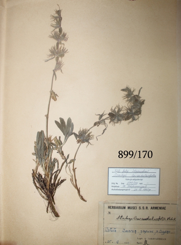 Stachys lavandulaefolia