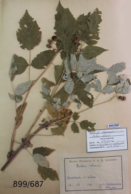 Rubus  idaeus