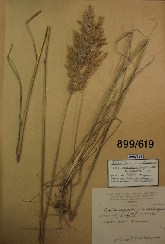 Calamagrostis  pseudophragmiles