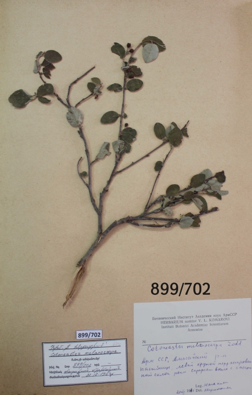 Cotoneaster  melanocarpa