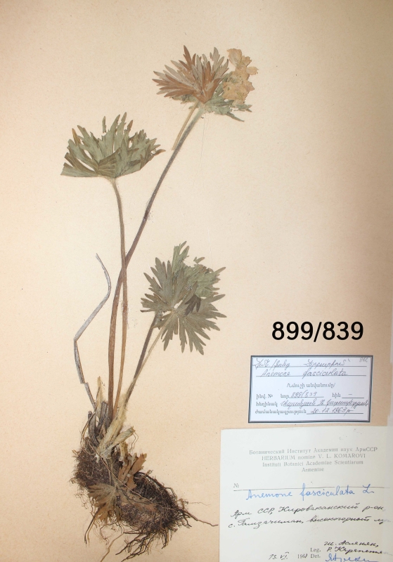Anemone fasciculata