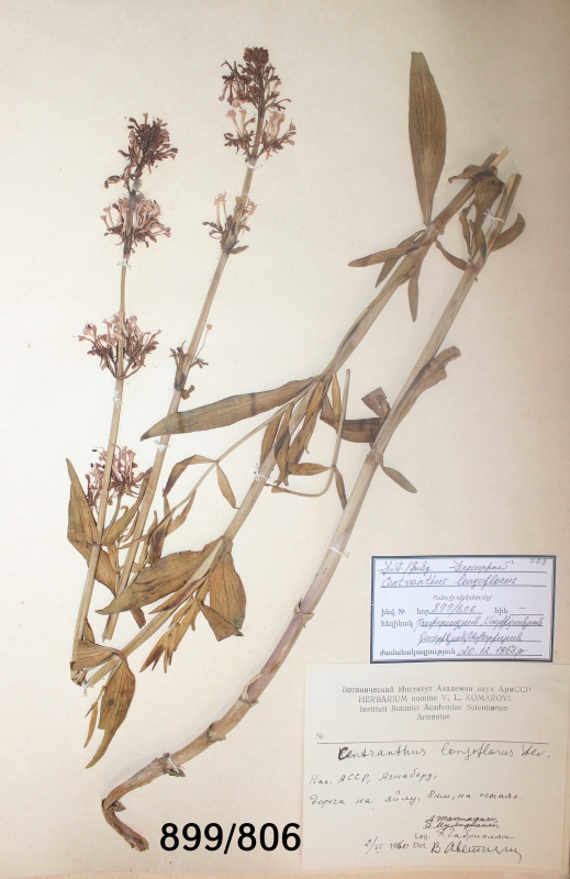 Centranthus longoflorus