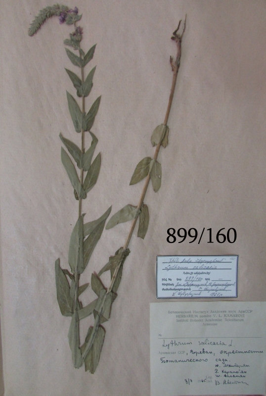 Lythrum  salicaria