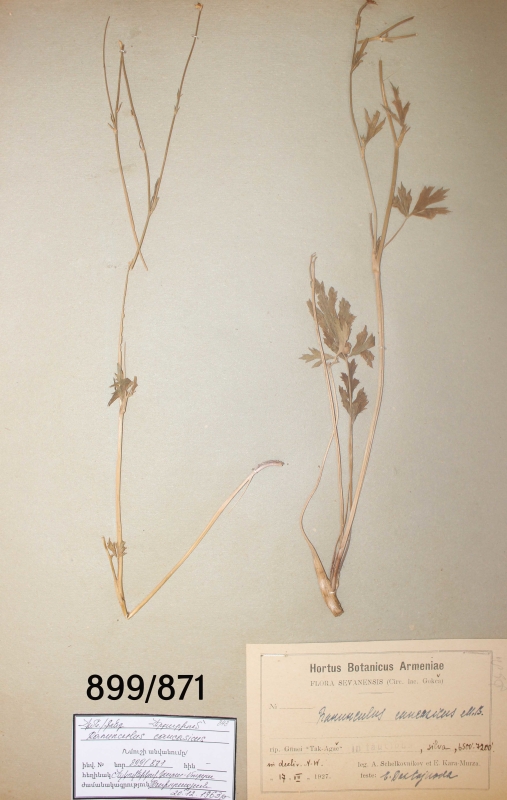 Ranunculus  caucasicus