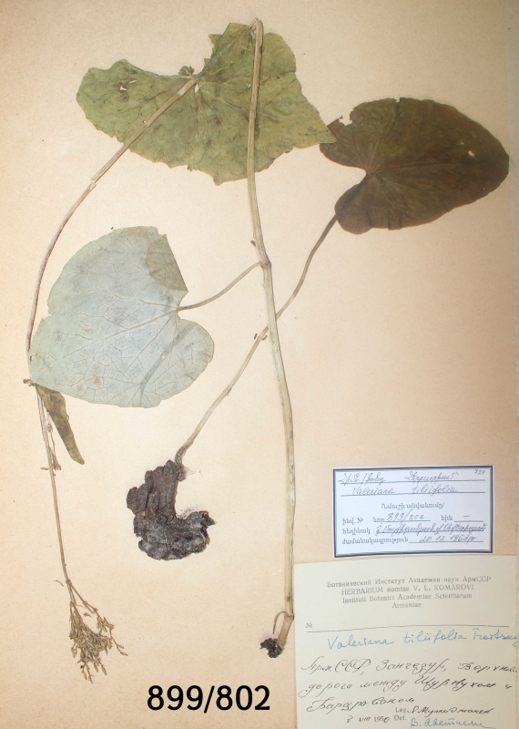 Valeriana tiliifolia