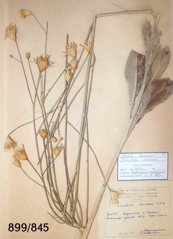 Serratula coriaceae