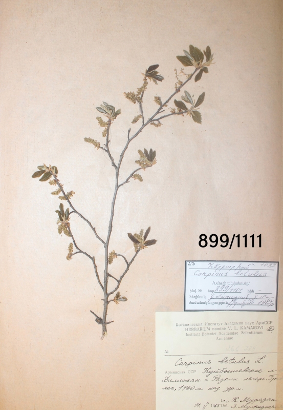 Carpinus  betulus