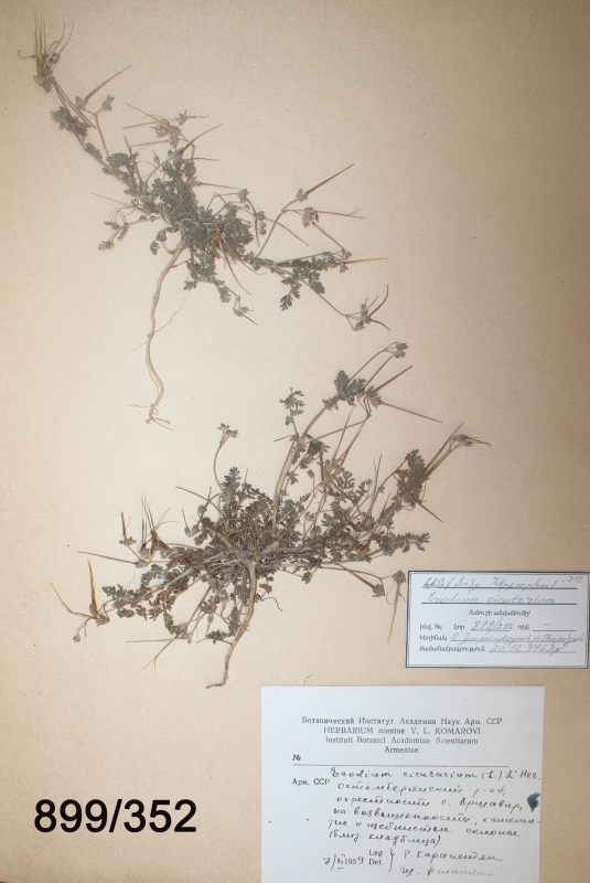 Erodium cicutarium