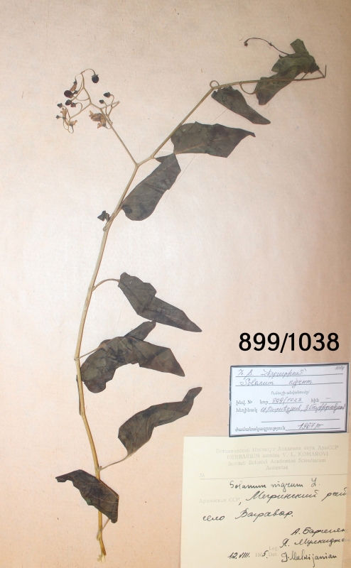 Solanum  nigrum