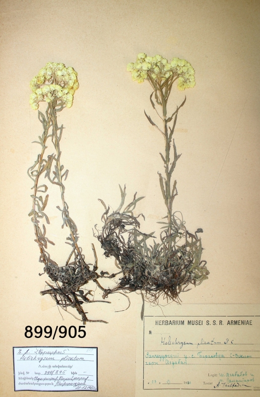 Helichrysum  plicatum