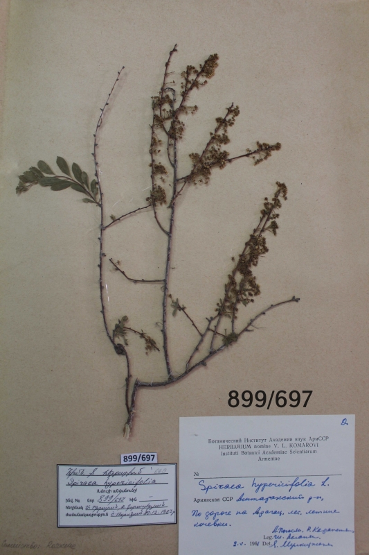 Spiraea  hypericifolia  