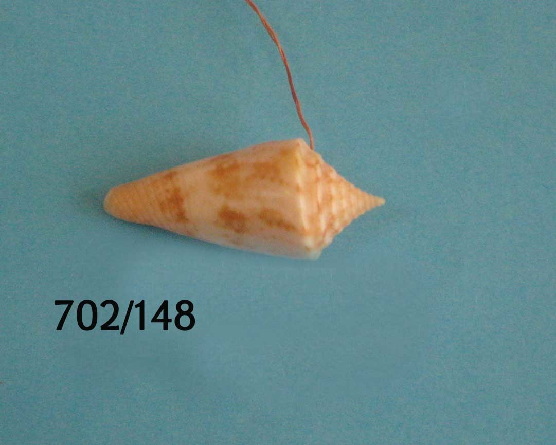 Conus lemniscatus