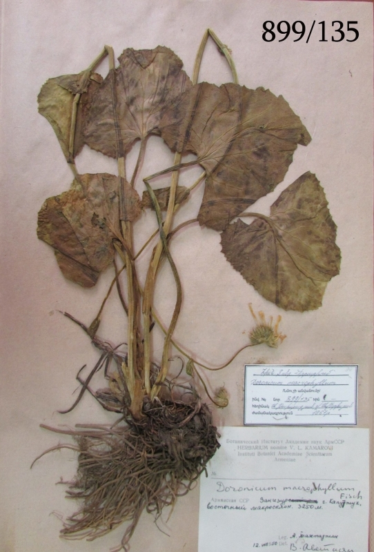 Doronicum macrophyllum