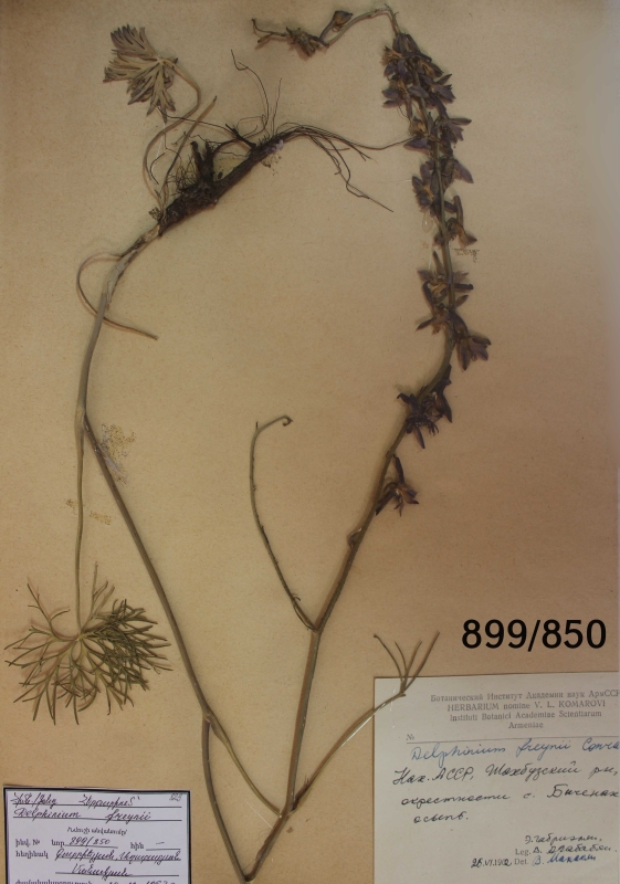 Delphinium  freynii
