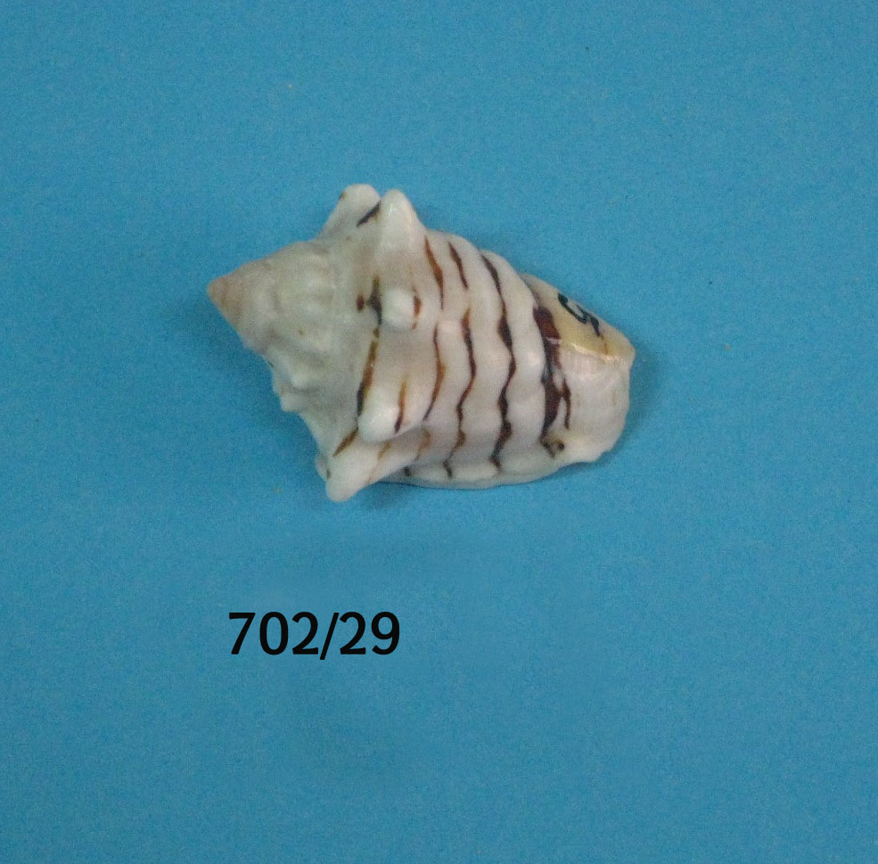 Strombus fasciatus