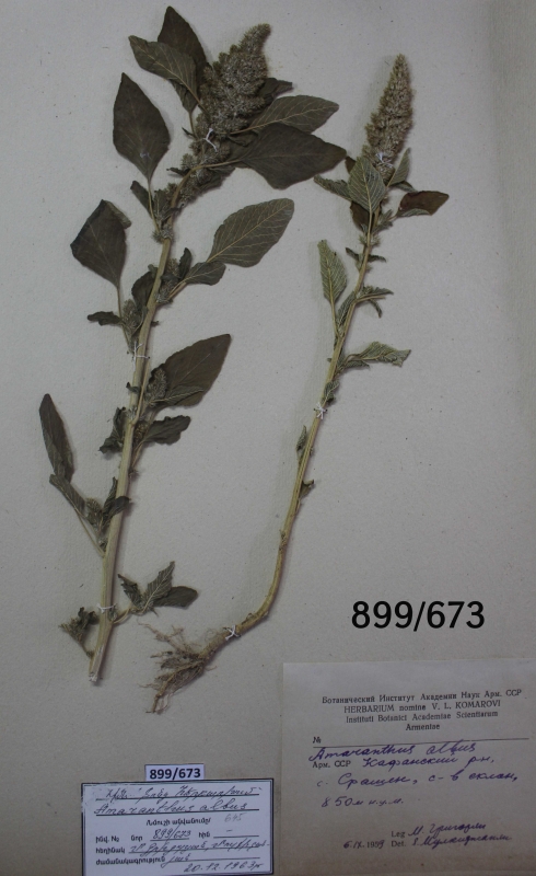 Amaranthus  albus