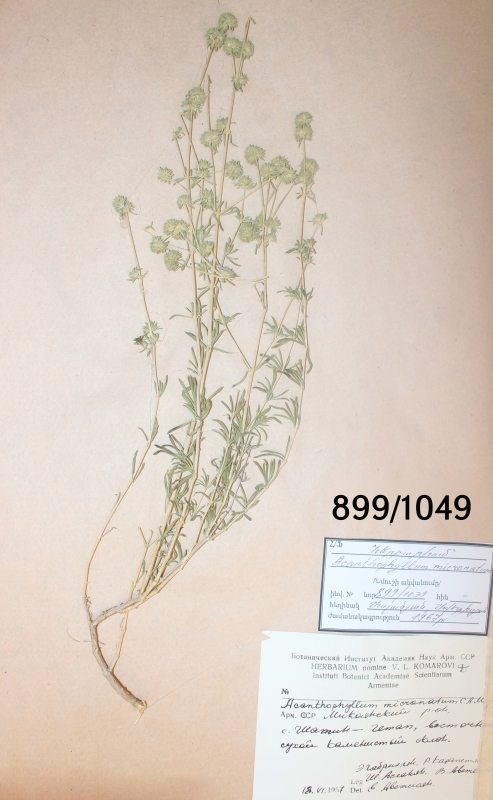 Acanthophyllum  micronatum