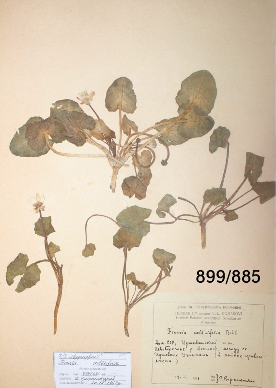 Ficaria calthifolia