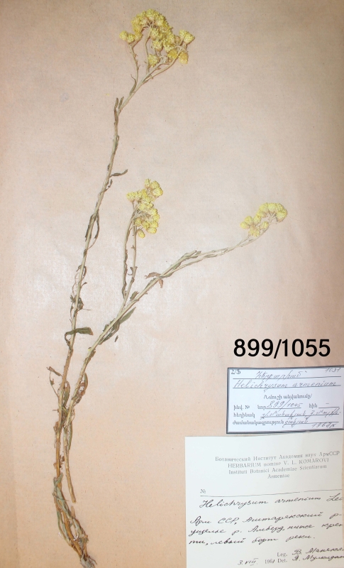 Helichrysum  armenium