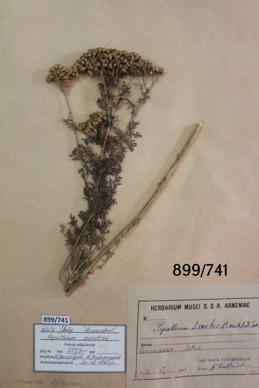 Pyrethrum szovitsii