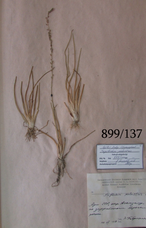 Trigilochin palustris