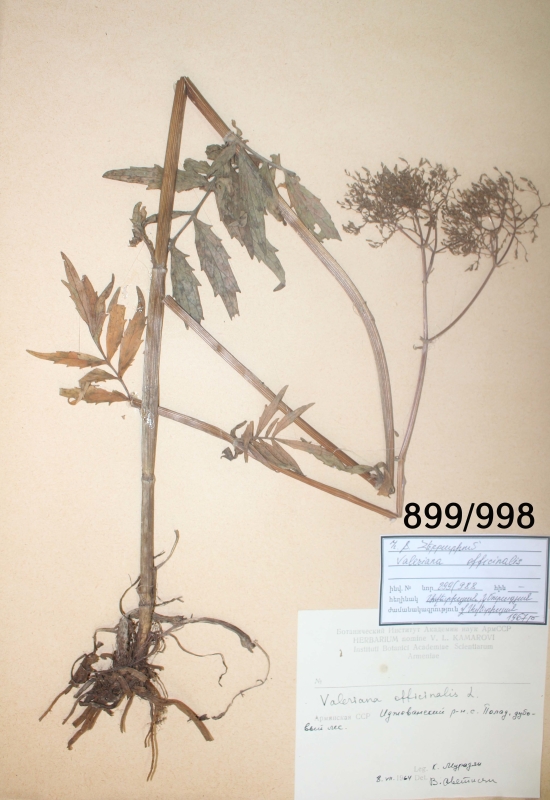 Valeriana  officinalis