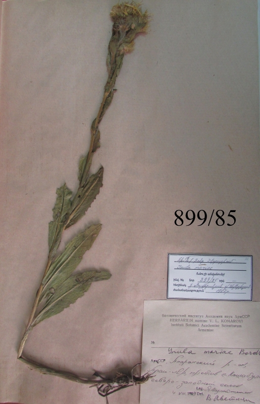 Inula mariae