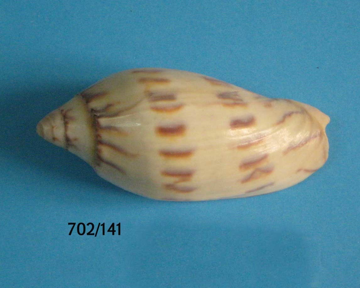 Amoria maculata