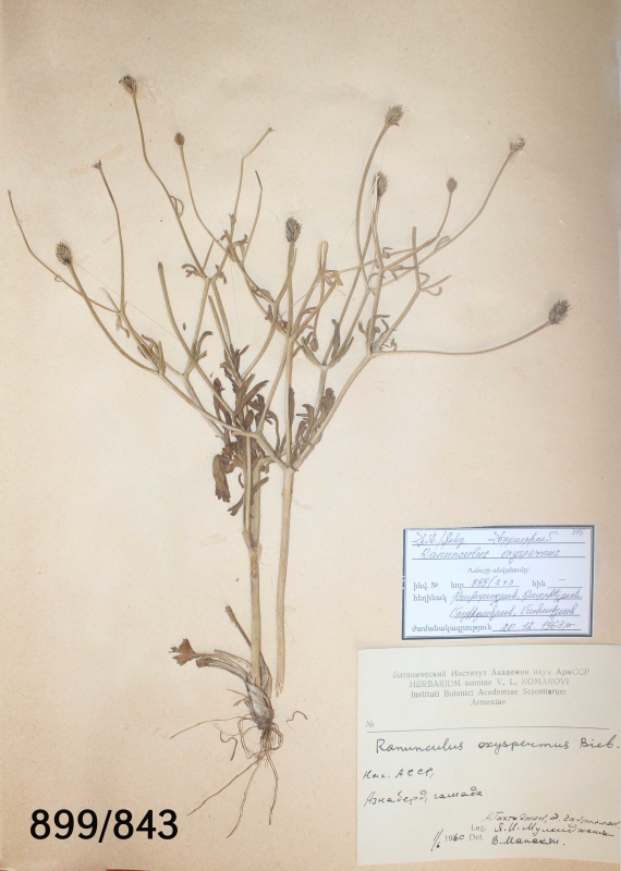 Ranunculus oxyspernus