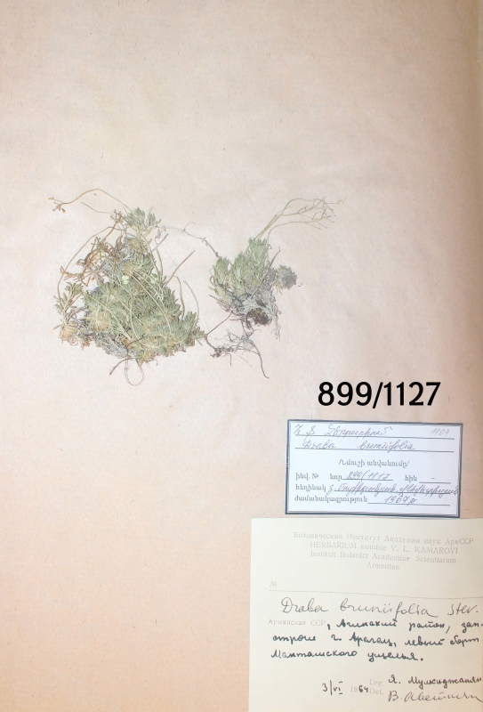 Draba  bruniifolia