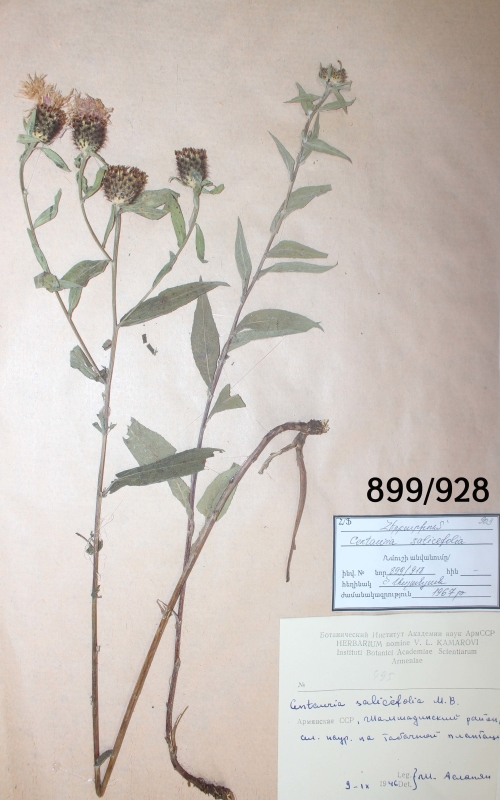 Centauria  salicefolia