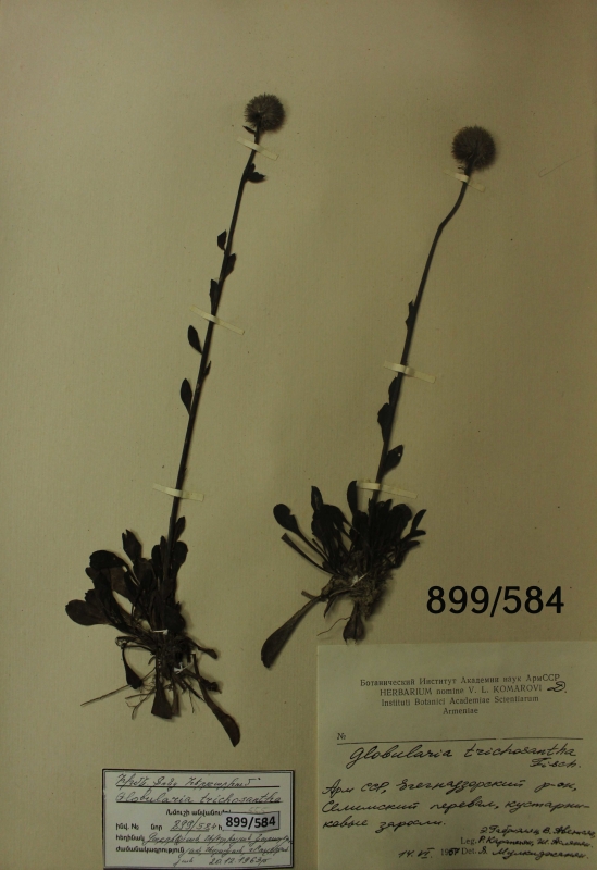 Globularia trichosantha