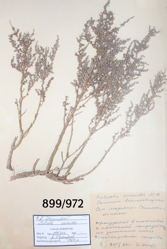 Salsola  ericoides 