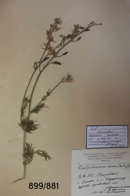 Delphinium orientale