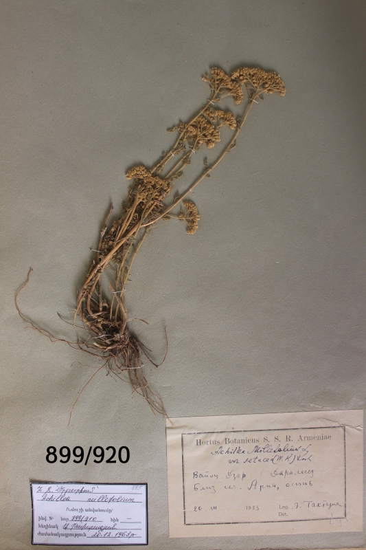 Achillea  millefolium 