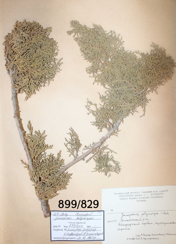 juniperus  polycarpos