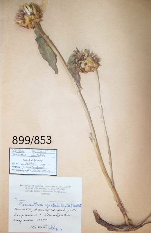 Tomanthea spectabilis
