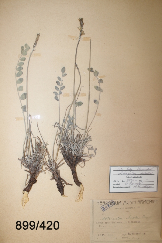 Astragalus robestus