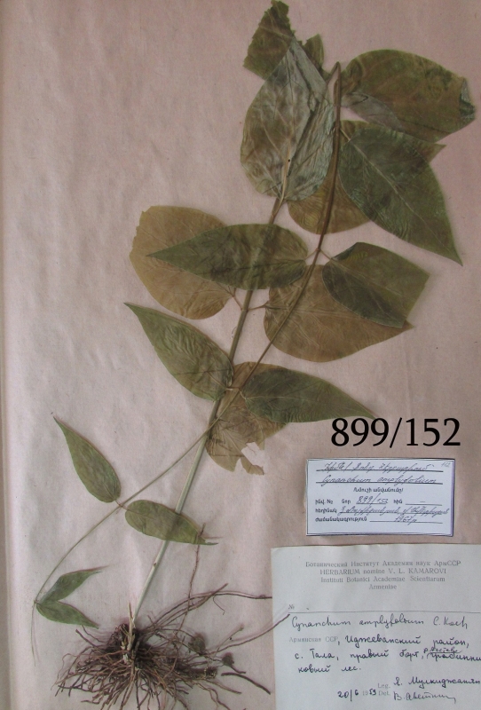 Cynanchum amplyfolium