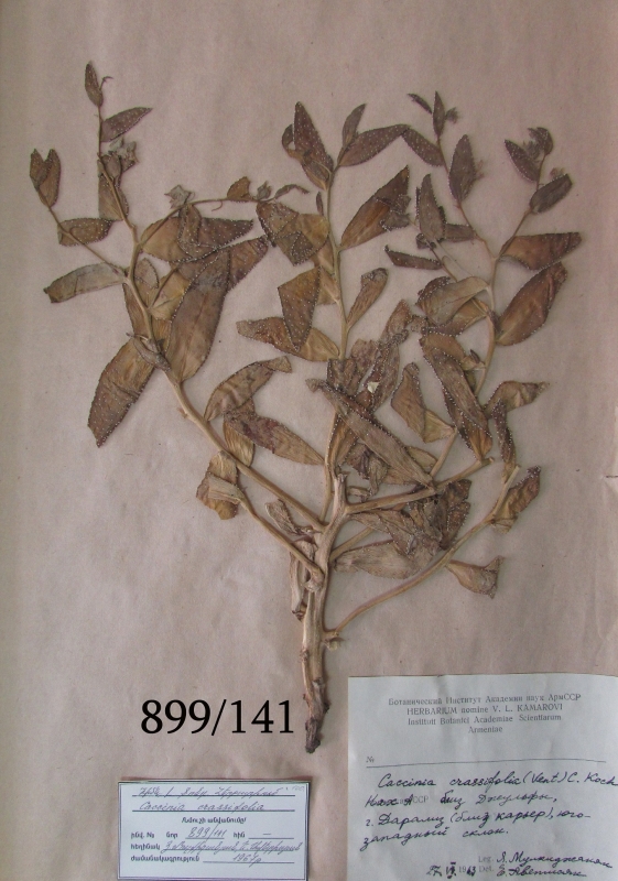 Caccinia crassifolia