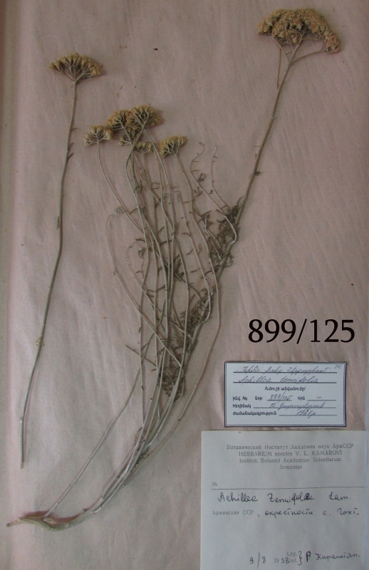 Achillea tenuifolia