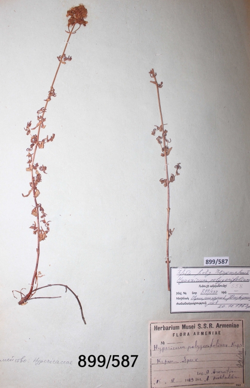 Hypericum  polygonifolium