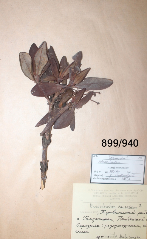 Rododendron  caucasicum
