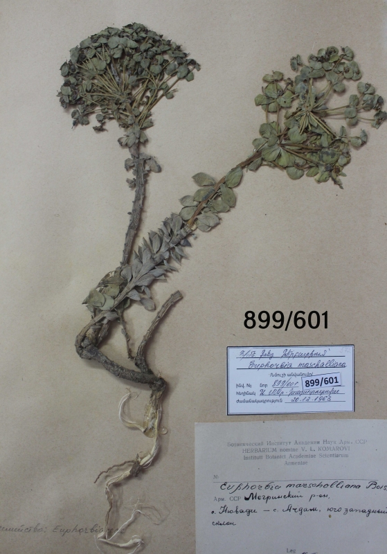 Euphorbia marchalliana