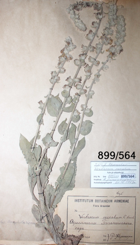 Verbascum saccatum