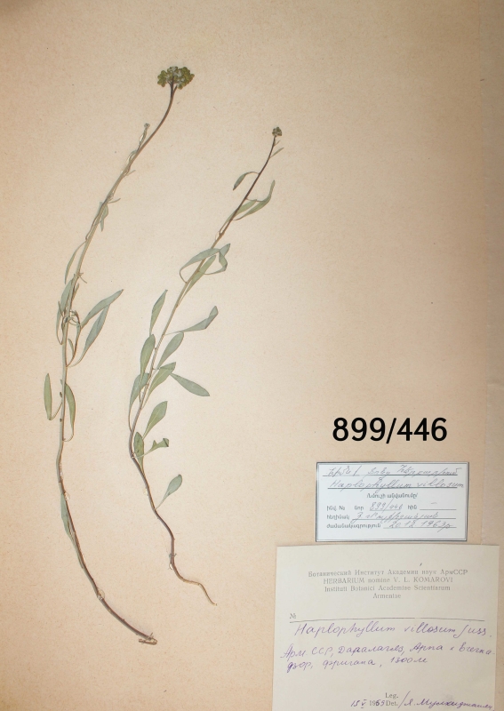 Haplophyllum villosum